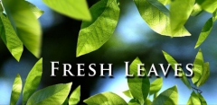 Fresh Leaves Live Wallpaper